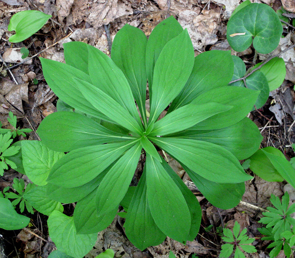 Изображение особи Lilium martagon.