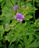 Geranium sylvaticum. Верхушка побега с соцветием. Абхазия, Рицинский реликтовый национальный парк, гора Чха, ≈ 2000 м н.у.м., субальпийский луг. 15.07.2017.