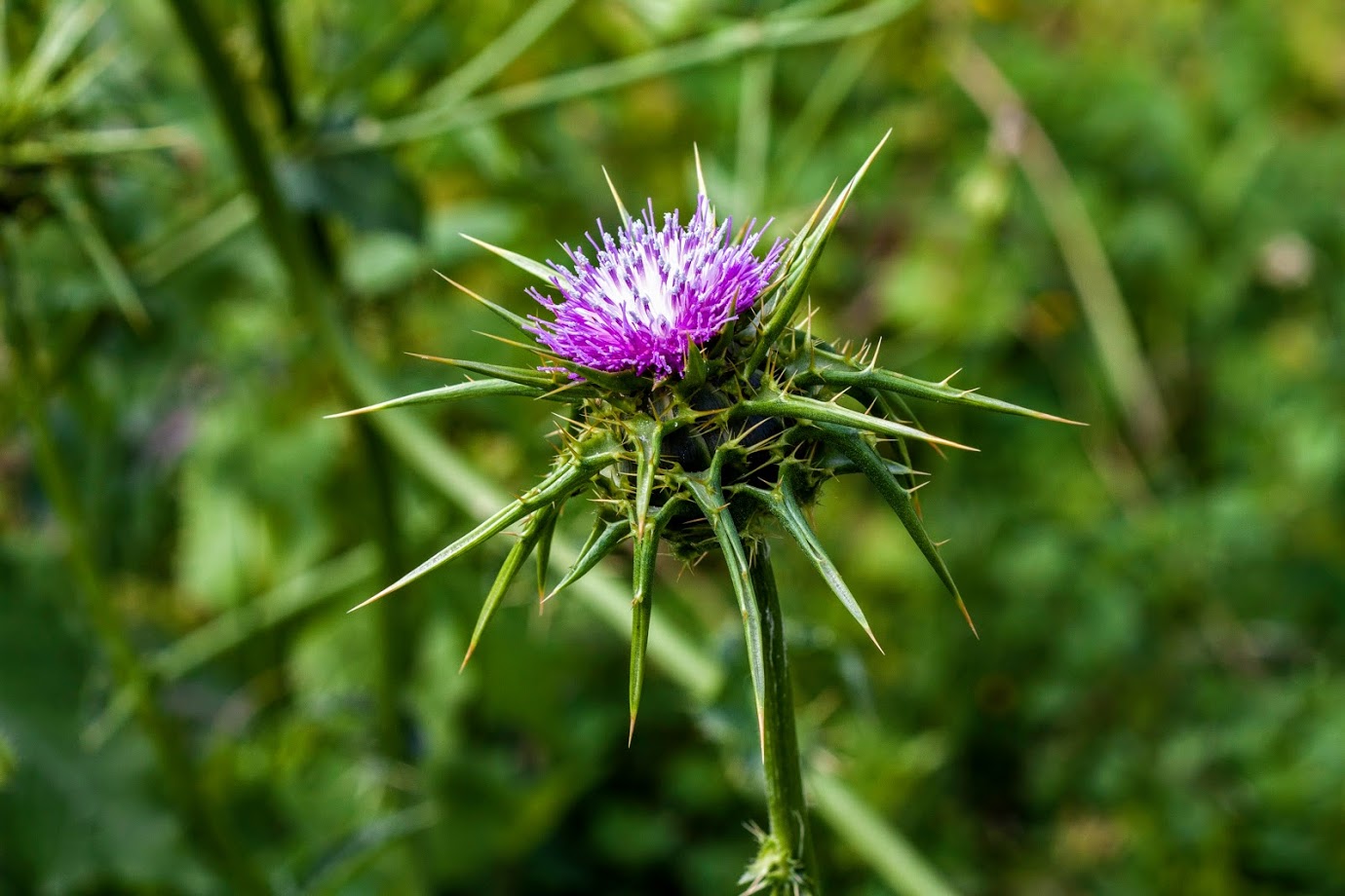 Image of Silybum marianum specimen.