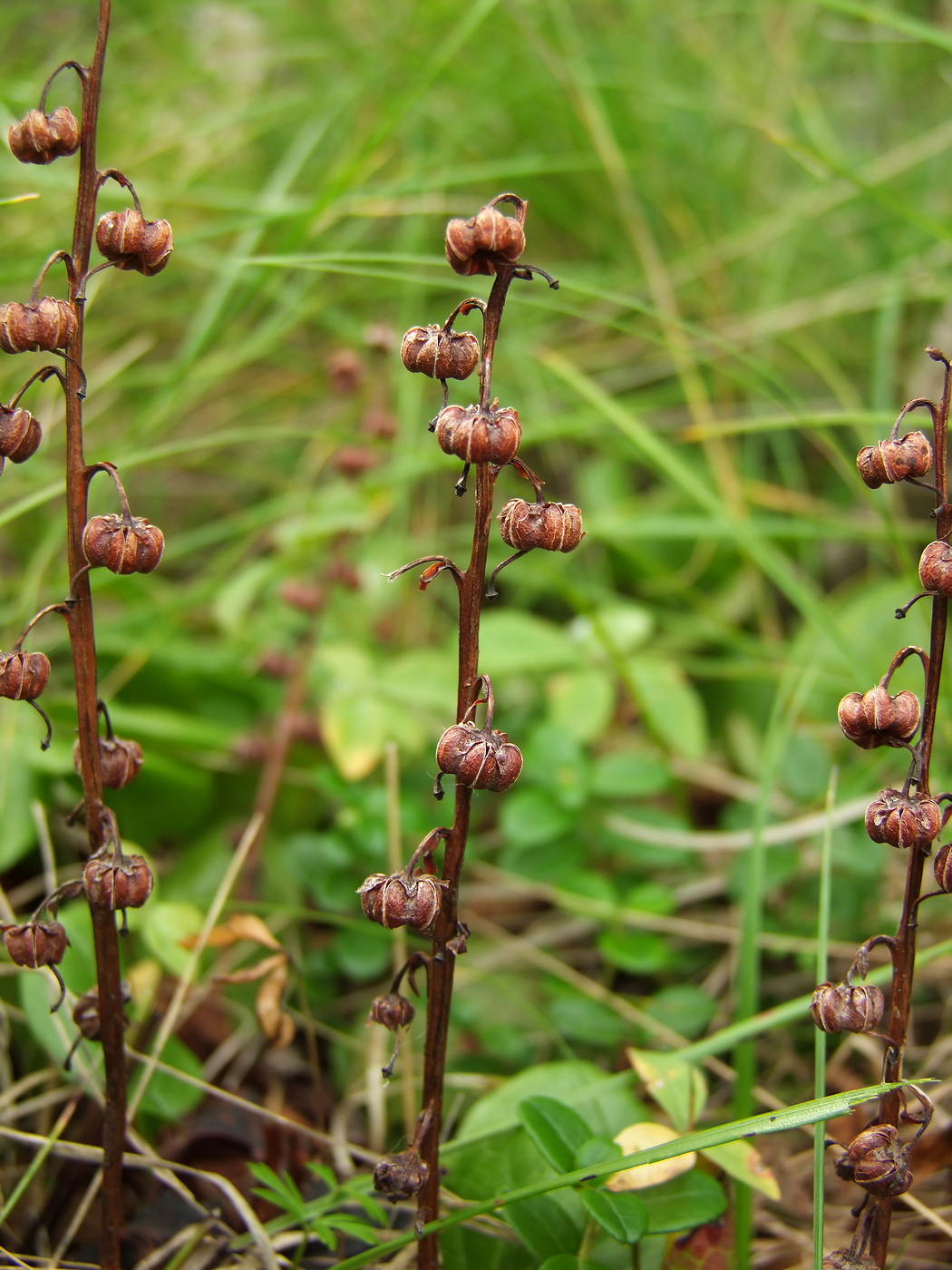 Image of Pyrola incarnata specimen.