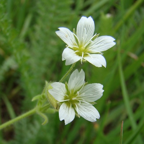 Image of Cerastium nemorale specimen.