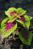 View full-size image Coleus scutellarioides