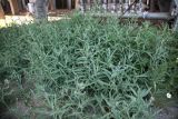 Смотреть изображение Lactuca tatarica