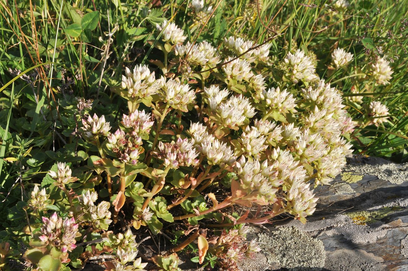 Image of Sedum oppositifolium specimen.