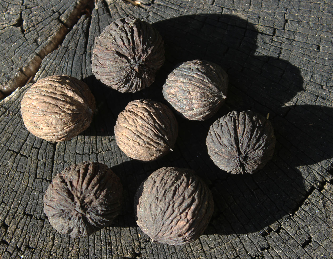 Image of Juglans microcarpa specimen.