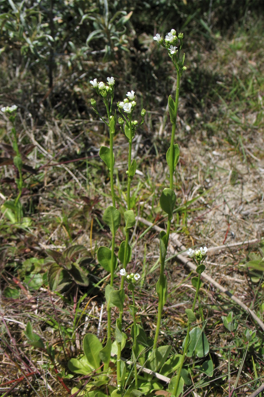 Image of Samolus valerandi specimen.