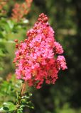 Lagerstroemia indica. Соцветие. Южный берег Крыма, Никитский ботанический сад, в культуре. 22 августа 2015 г.