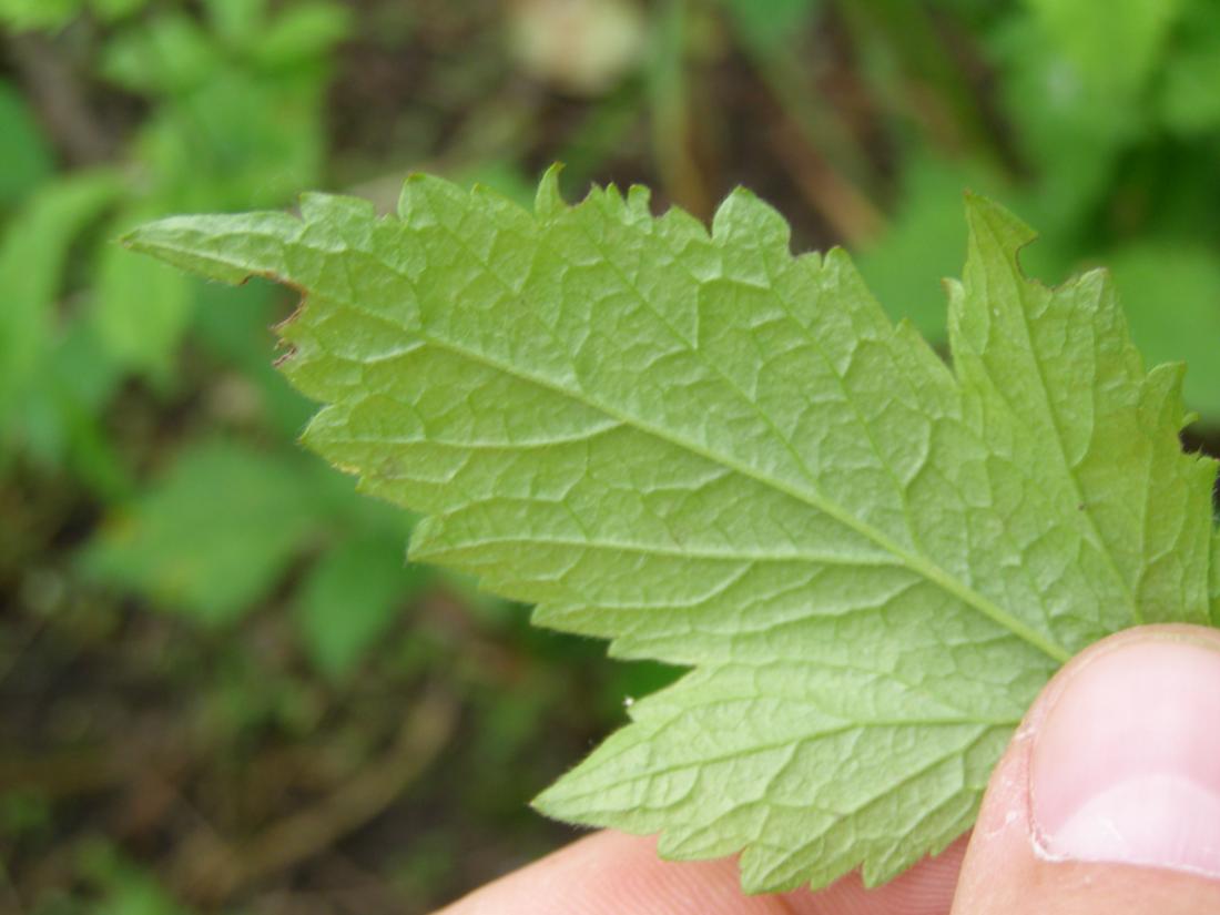 Image of Geum urbanum specimen.