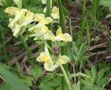 Corydalis bracteata. Соцветие с кормящимся клопом ягодным. Казахстан, Восточно-Казахстанская обл., Глубоковский р-н, окр. с. Тарханка, склон сопки. 02.05.2013.