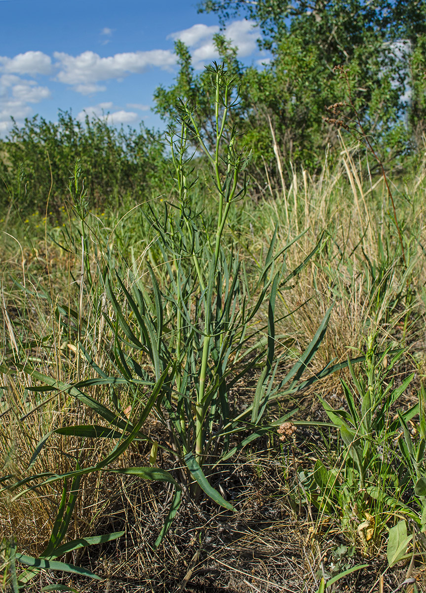 Image of Falcaria vulgaris specimen.