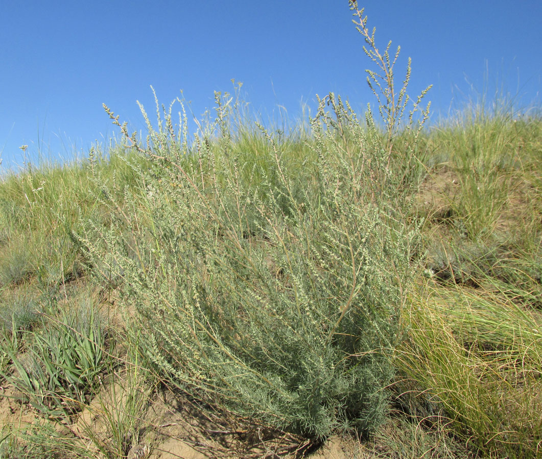 Image of Bassia prostrata specimen.