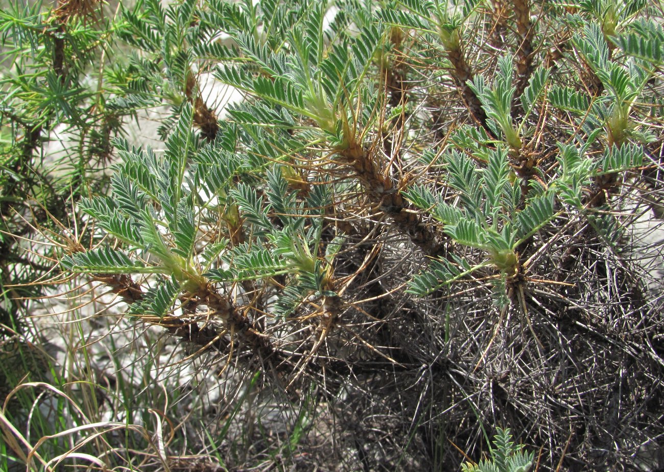 Изображение особи Astragalus denudatus.