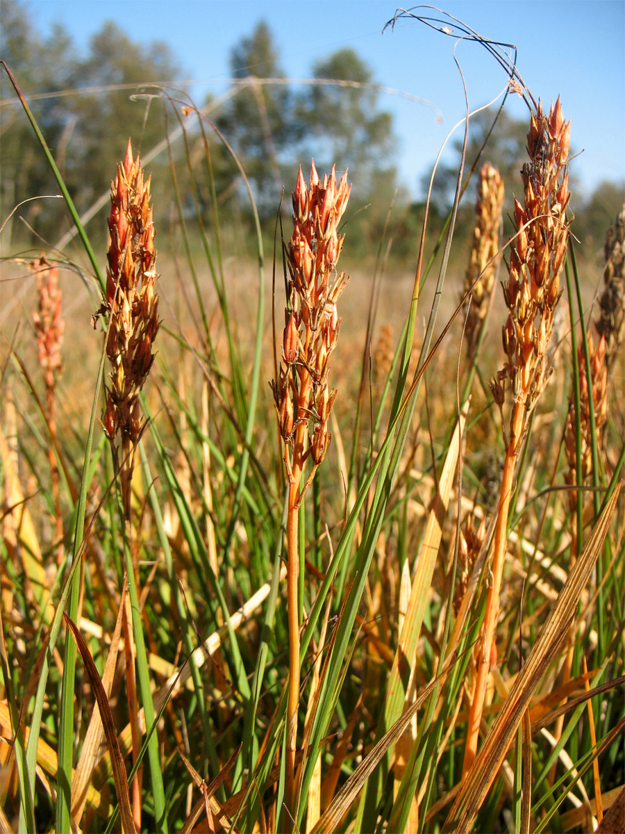 Image of Narthecium ossifragum specimen.