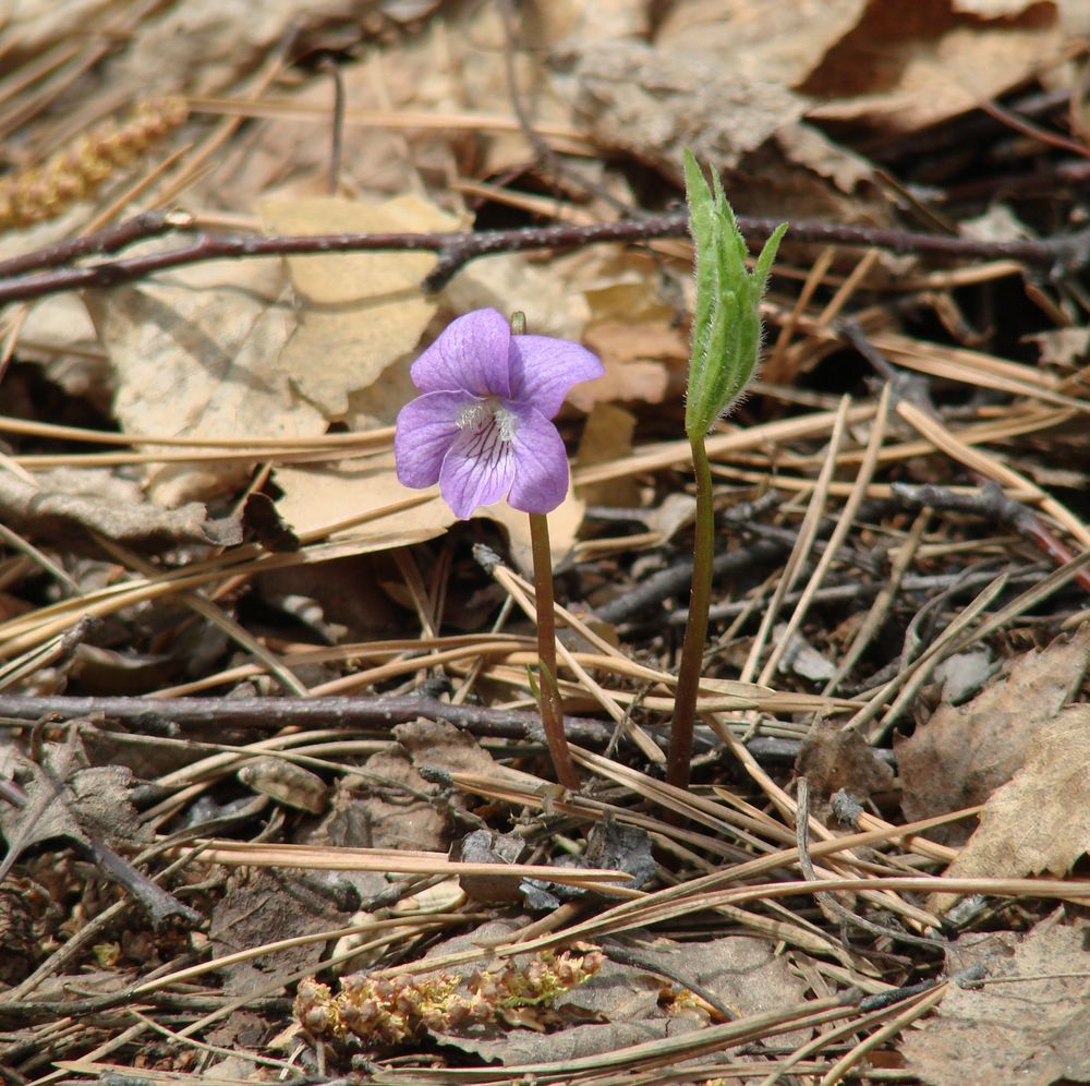 Image of Viola dactyloides specimen.
