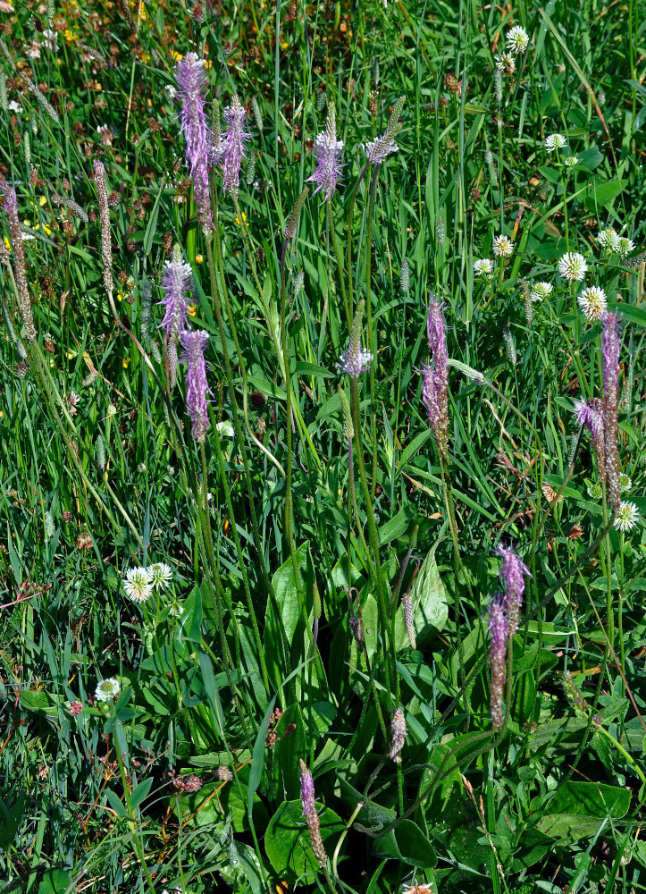 Image of Plantago media specimen.