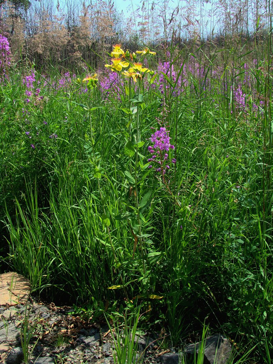 Image of Hypericum ascyron specimen.