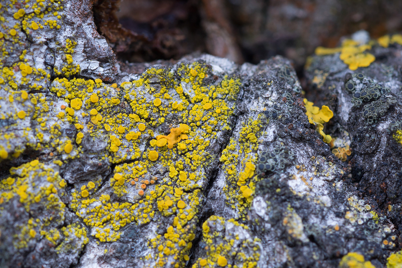 Image of Candelariella vitellina specimen.