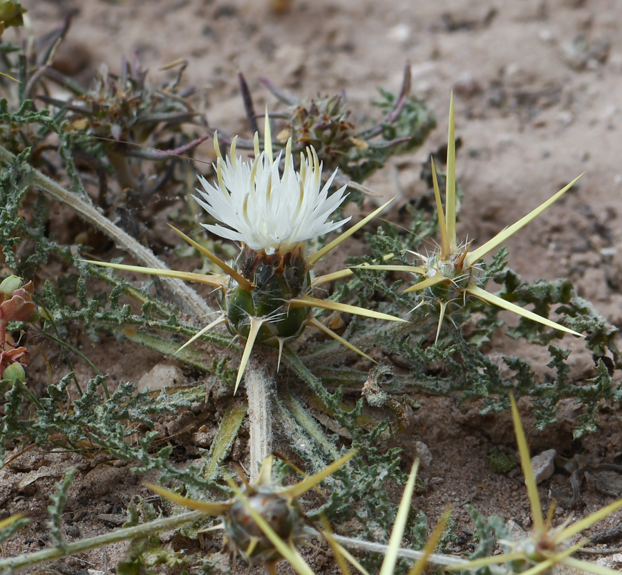 Image of Centaurea sinaica specimen.