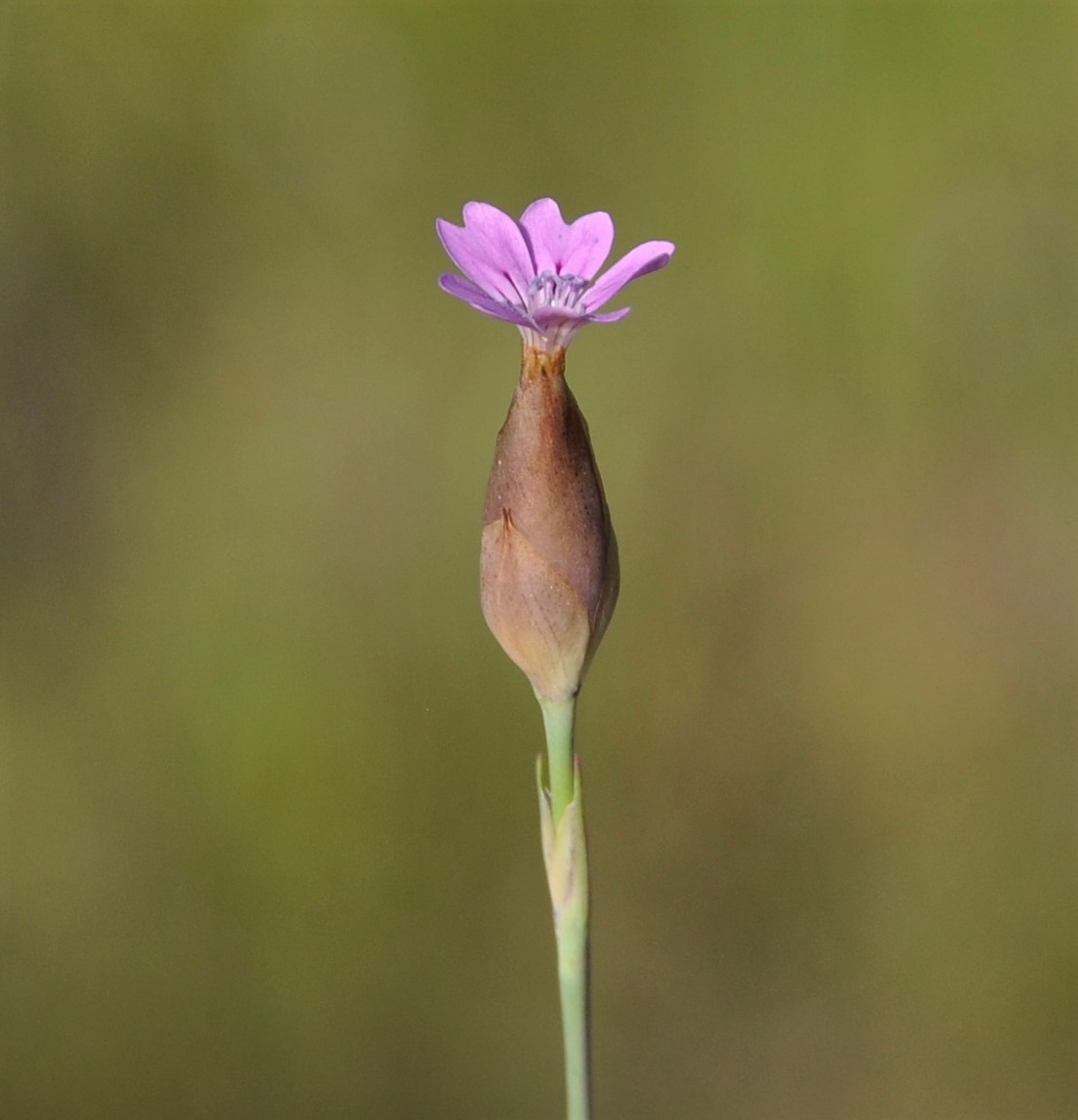 Image of Petrorhagia dubia specimen.