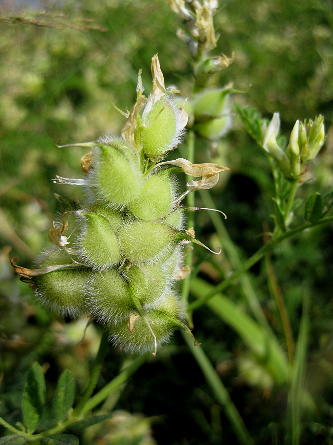 Изображение особи Astragalus cicer.