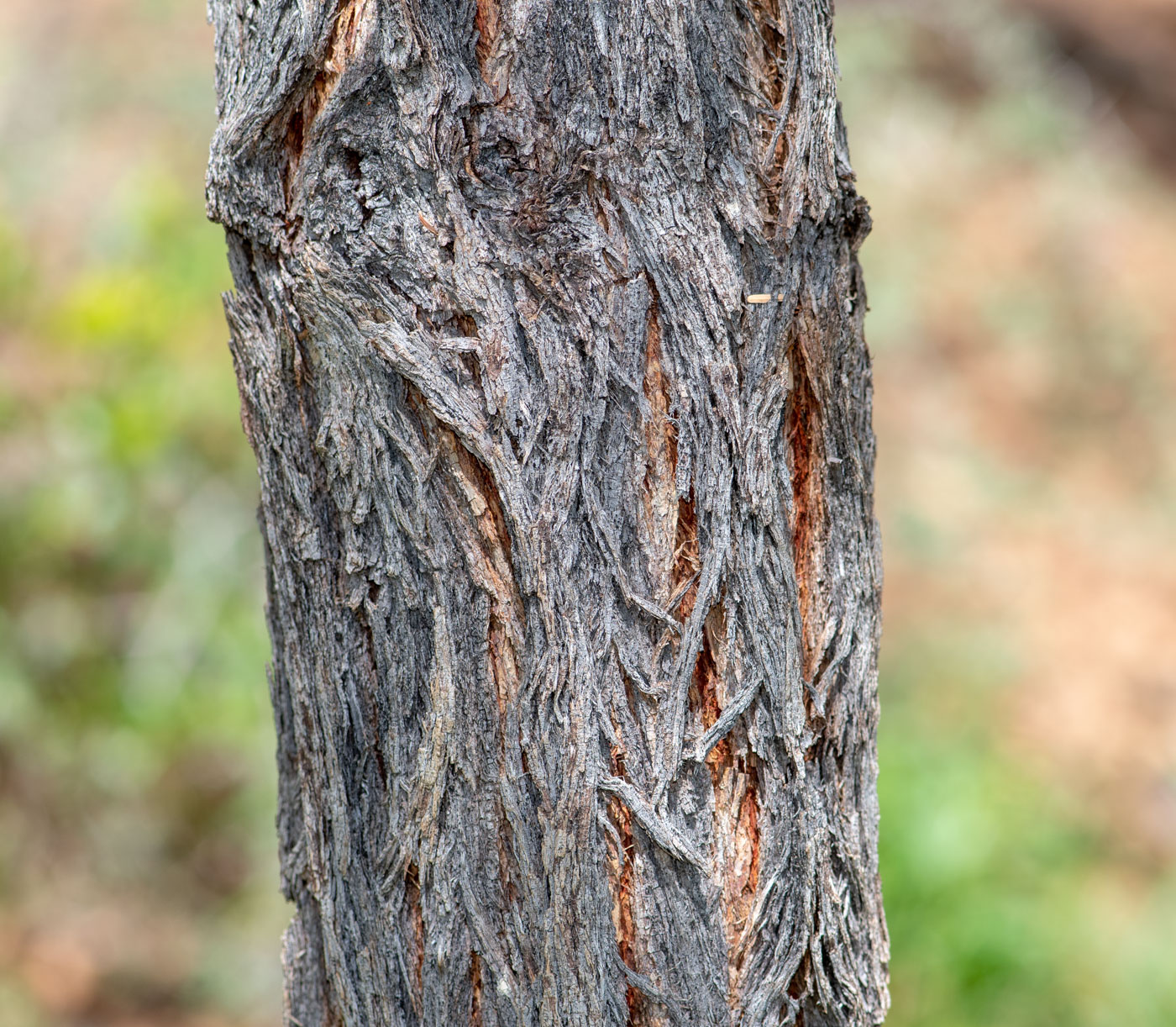 Изображение особи Vachellia erioloba.