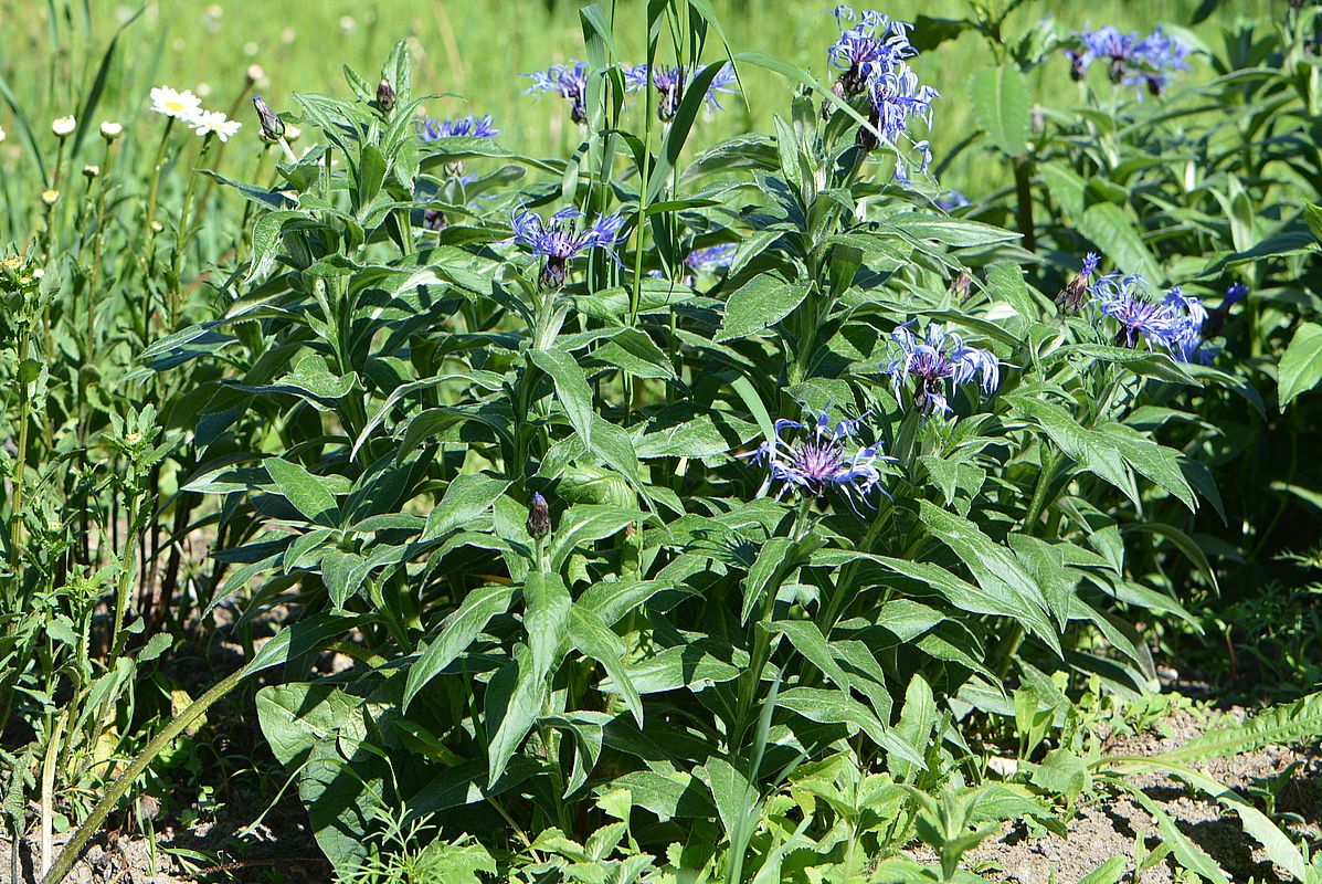 Image of Centaurea triumfettii specimen.