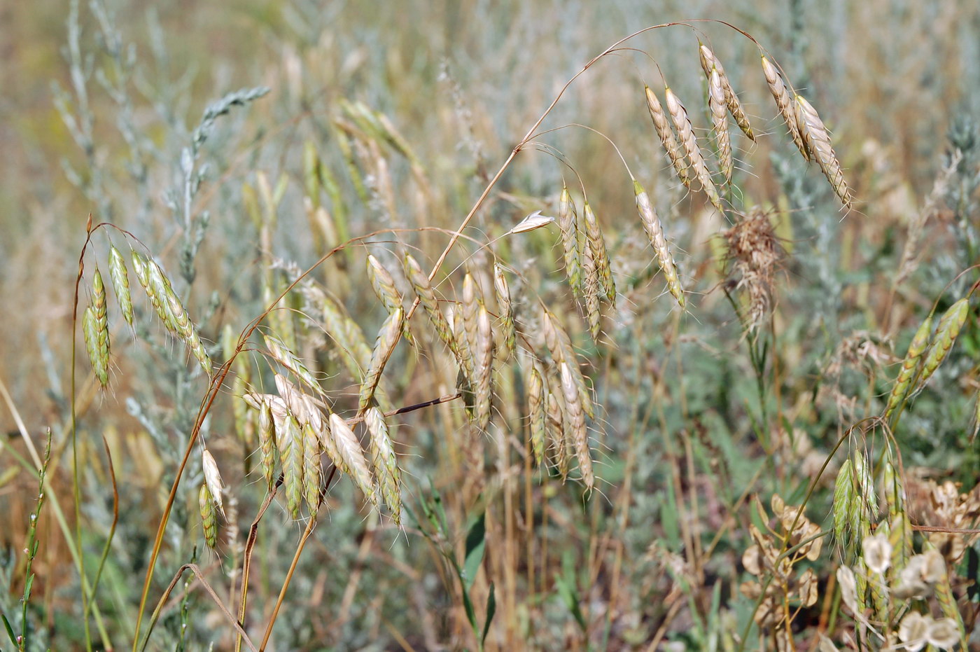 Image of genus Bromus specimen.