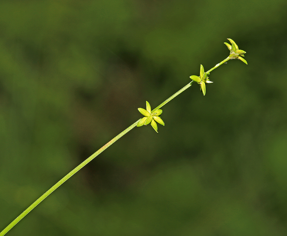 Image of Carex loliacea specimen.