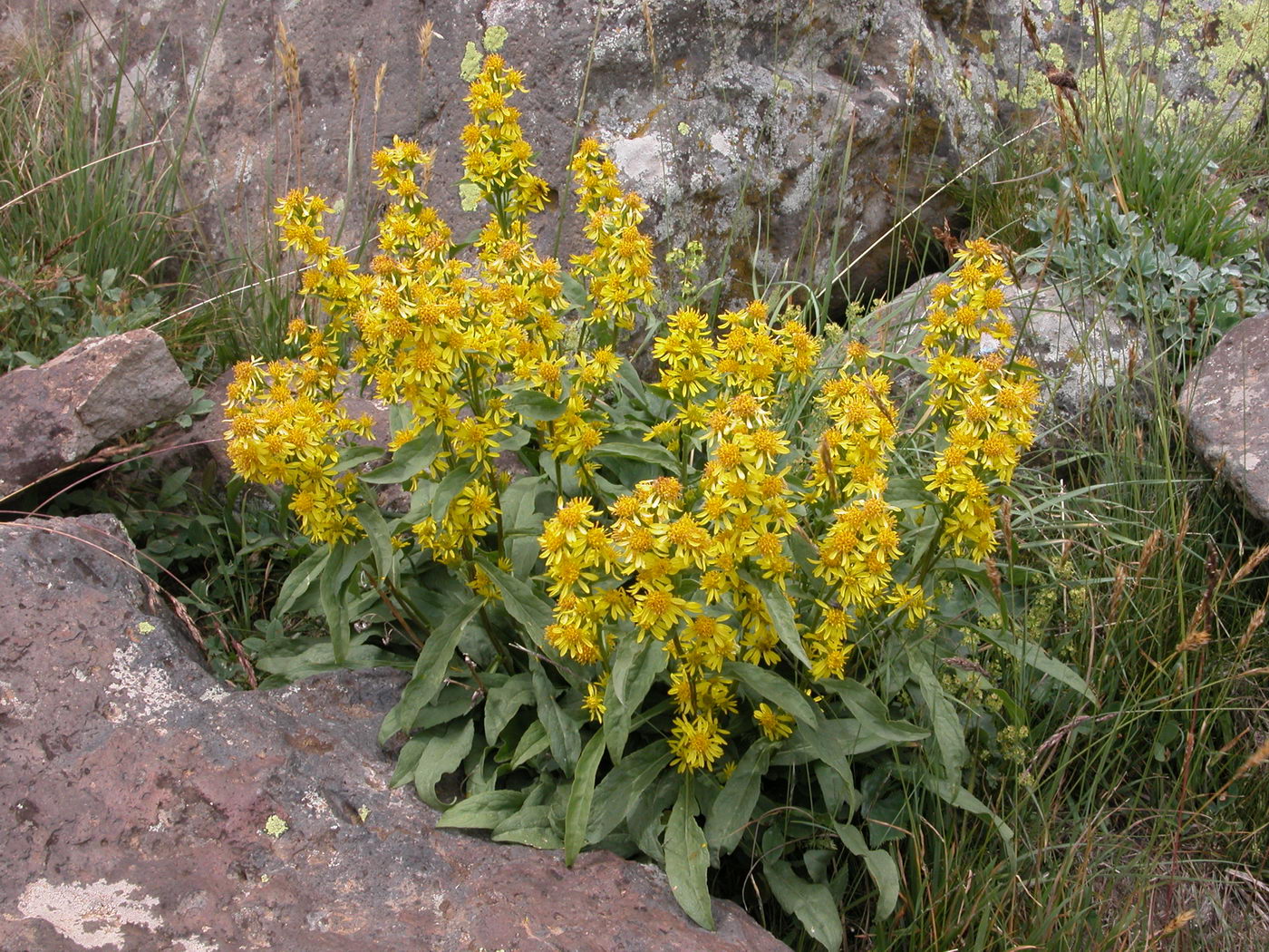 Image of Solidago virgaurea ssp. caucasica specimen.