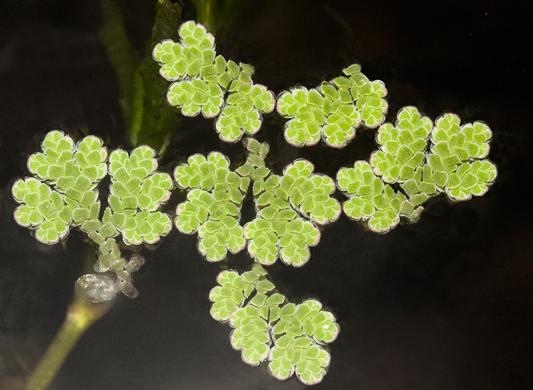 Изображение особи род Azolla.