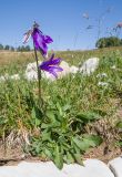 Campanula collina. Цветущее растение с аномальным 6-членным цветком. Адыгея, Кавказский биосферный заповедник, Азишский перевал, ≈ 1900 м н.у.м., субальпийский луг. 31.08.2019.