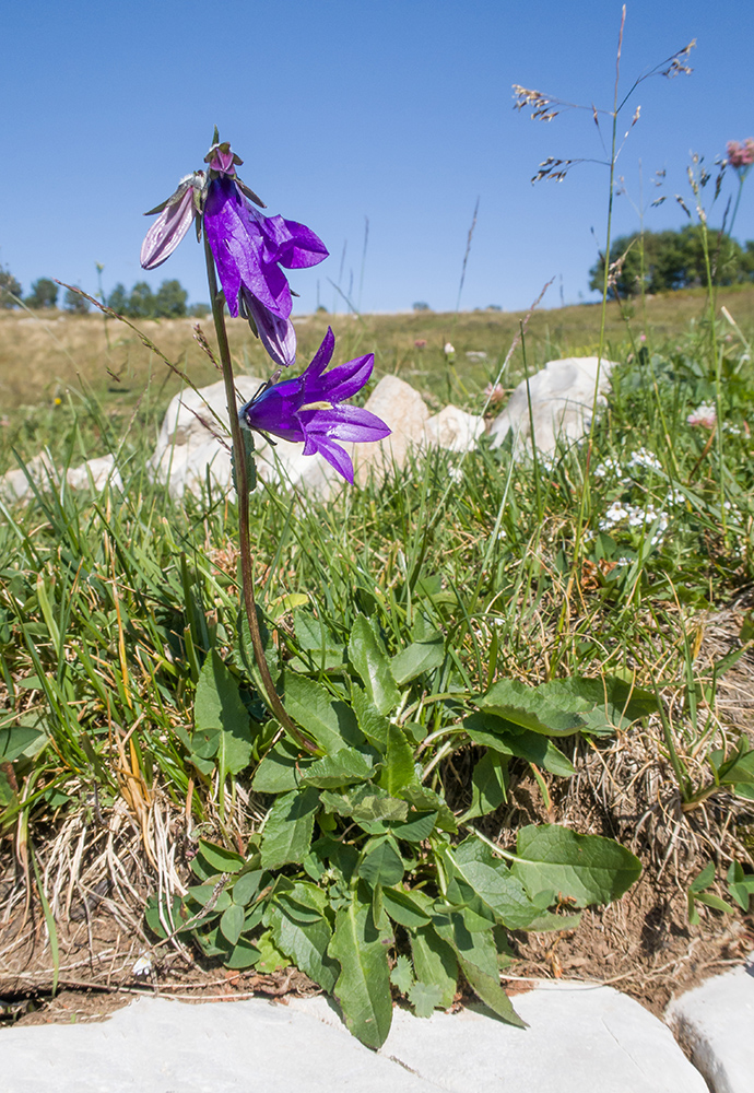 Image of Campanula collina specimen.