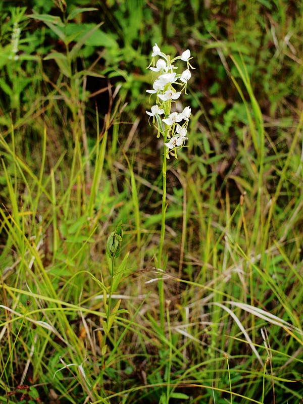 Image of Habenaria linearifolia specimen.