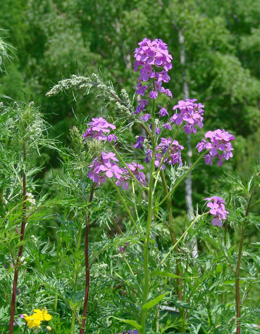 Изображение особи Hesperis sibirica.