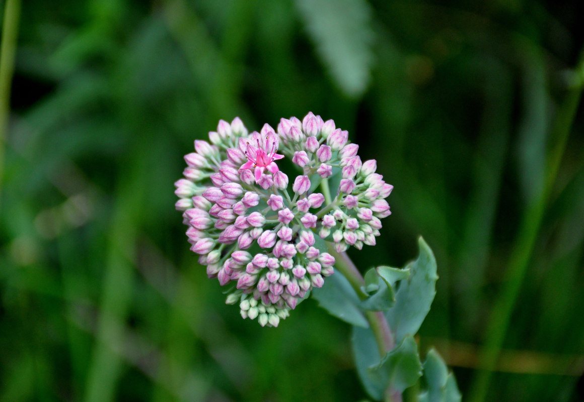 Изображение особи Hylotelephium triphyllum.