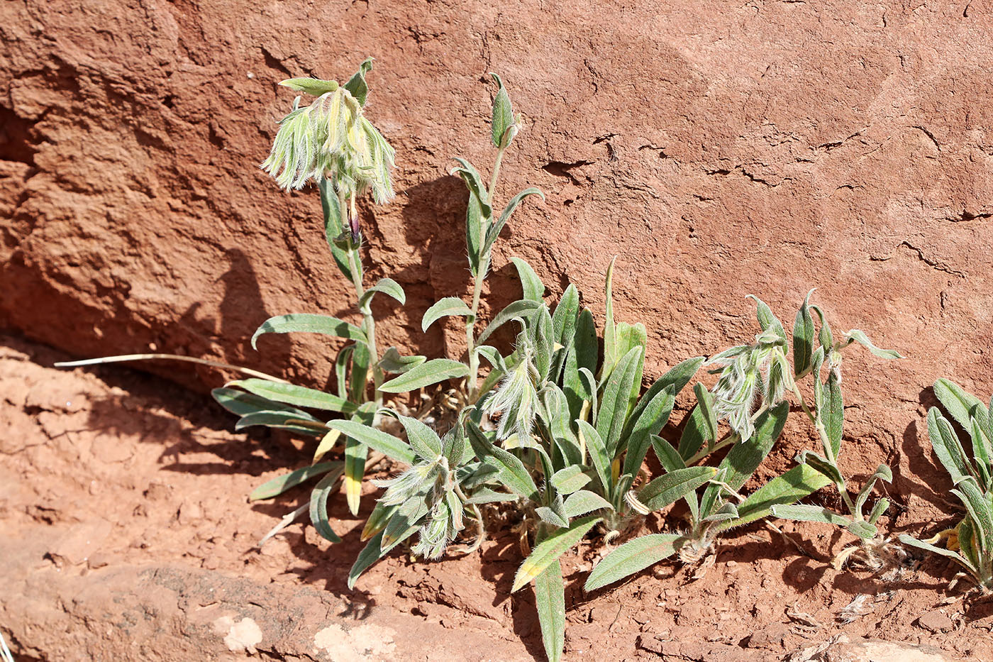 Изображение особи Onosma albicaulis.