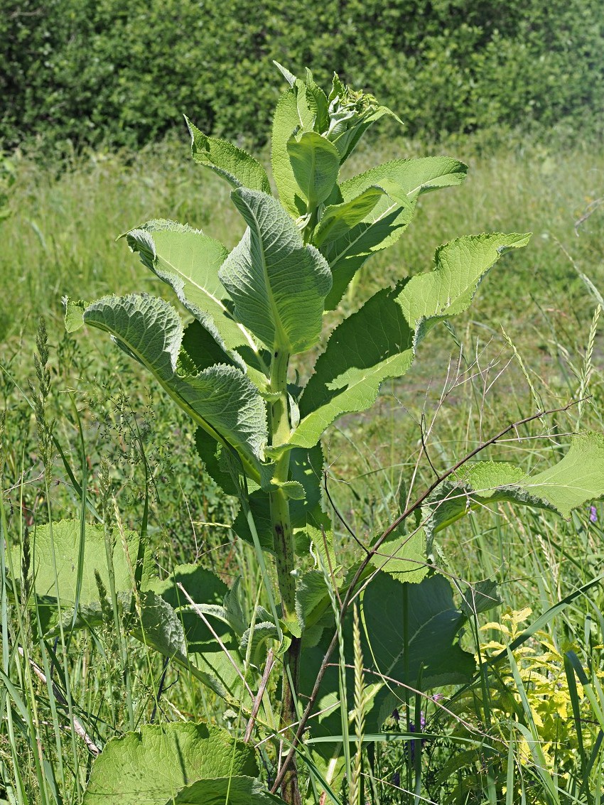 Изображение особи Inula helenium.