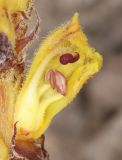 Orobanche owerinii