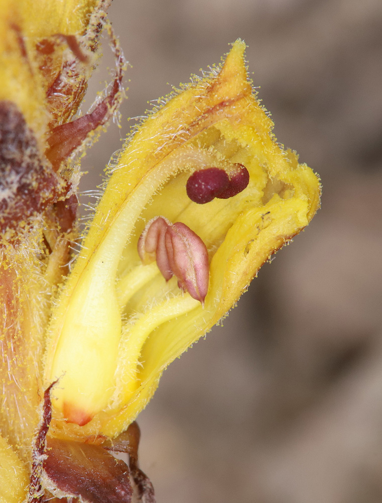 Image of Orobanche owerinii specimen.