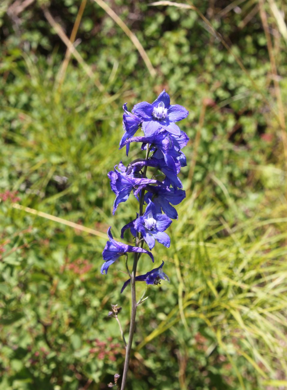 Image of genus Delphinium specimen.