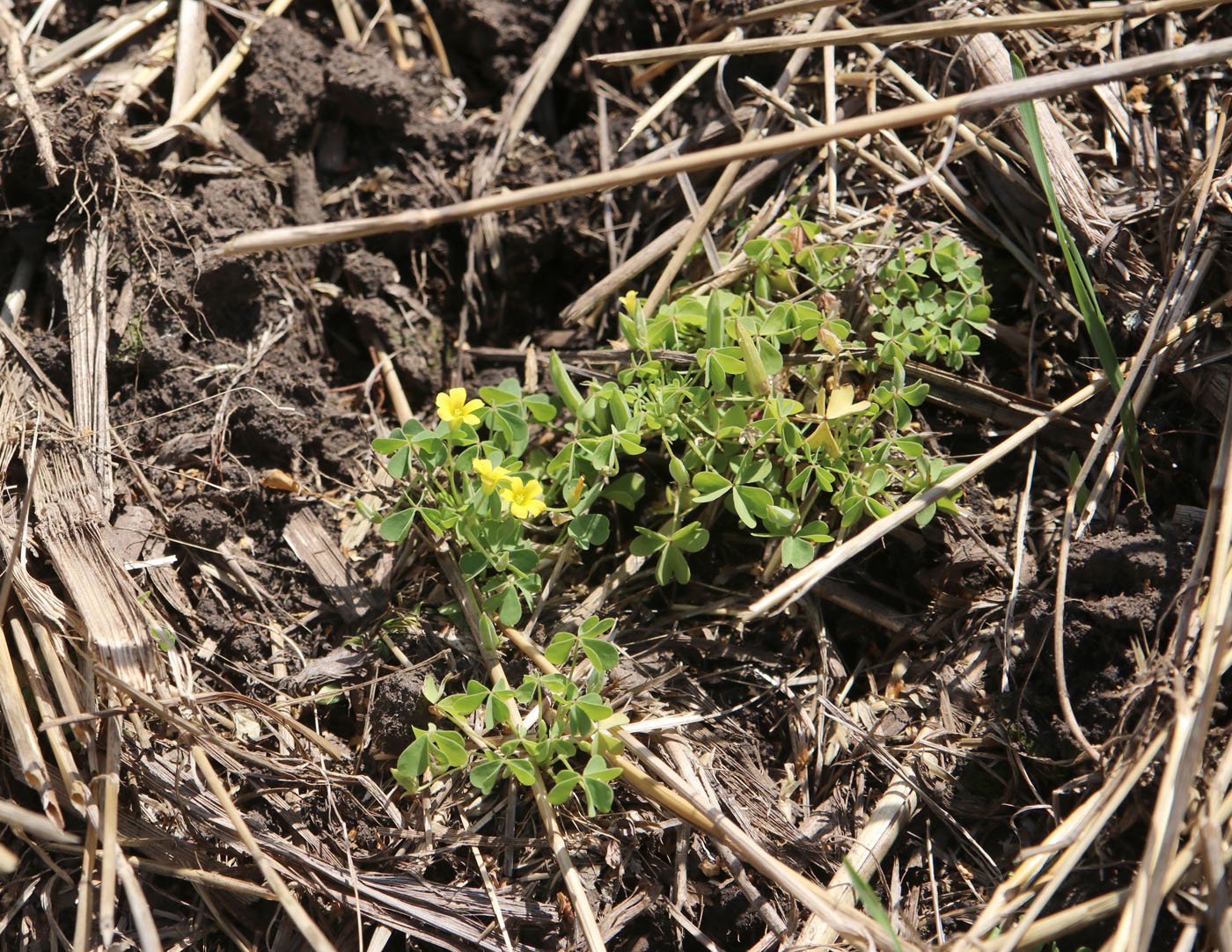 Image of Oxalis dillenii specimen.