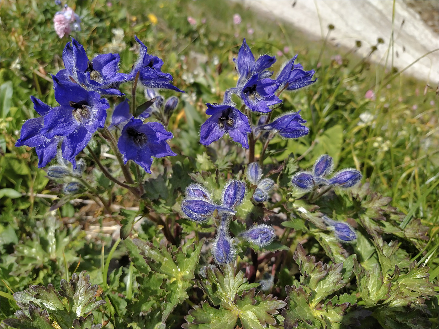 Image of Delphinium caucasicum specimen.