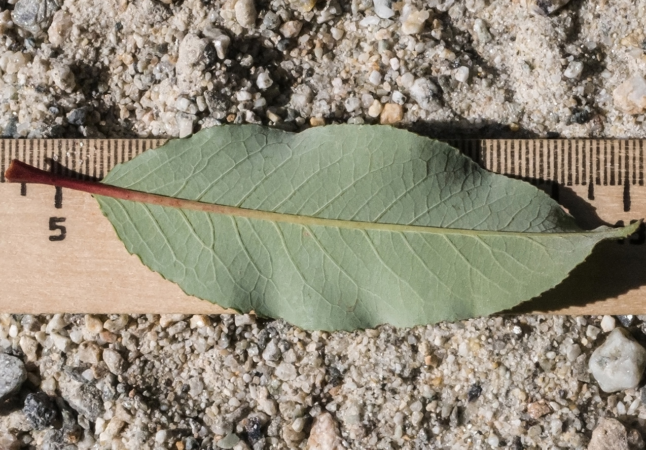 Image of Salix caucasica specimen.