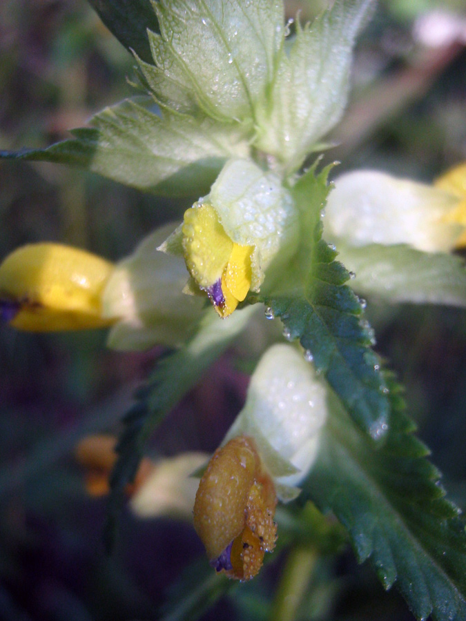 Image of Rhinanthus songaricus specimen.