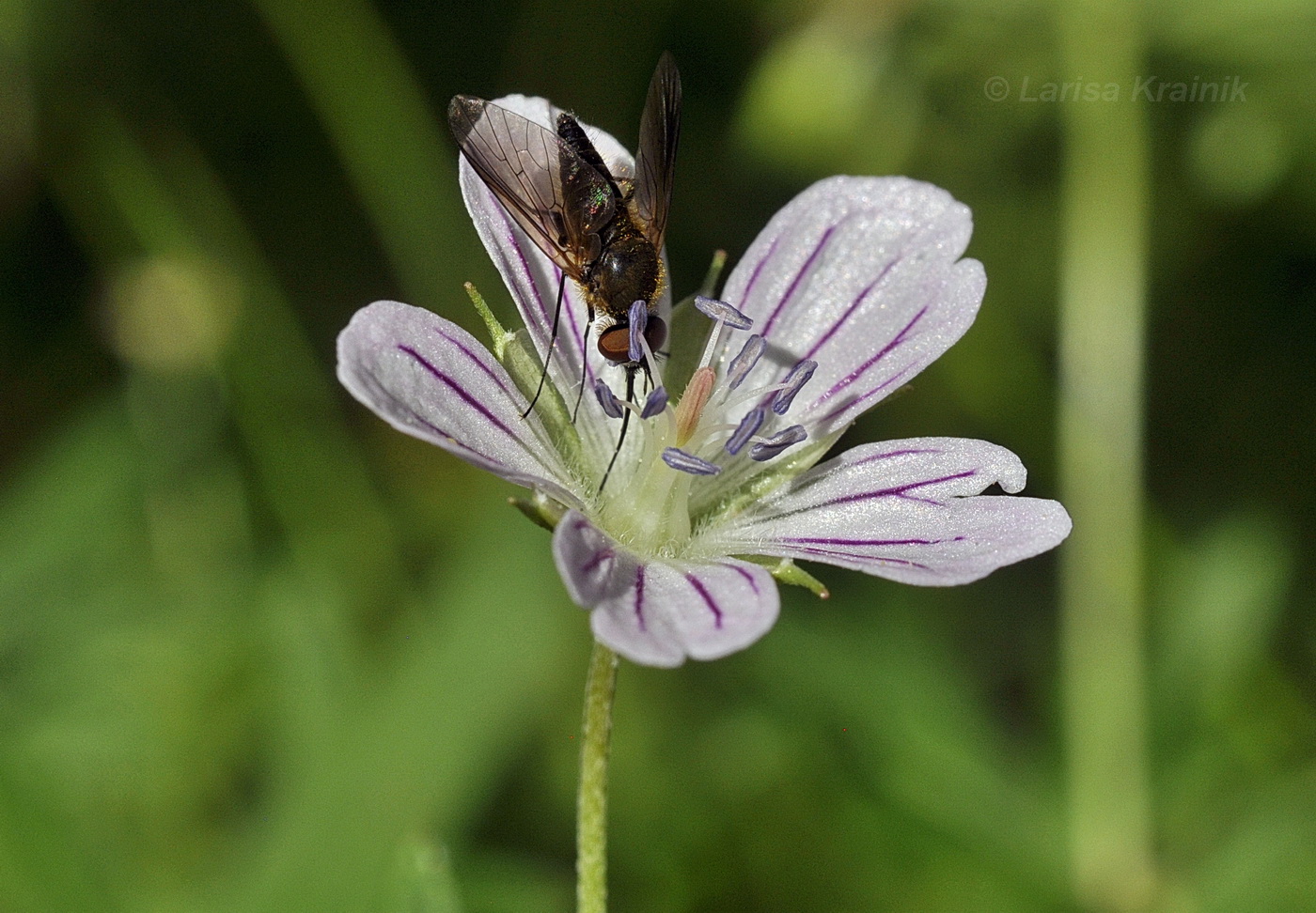 Image of Geranium dahuricum specimen.