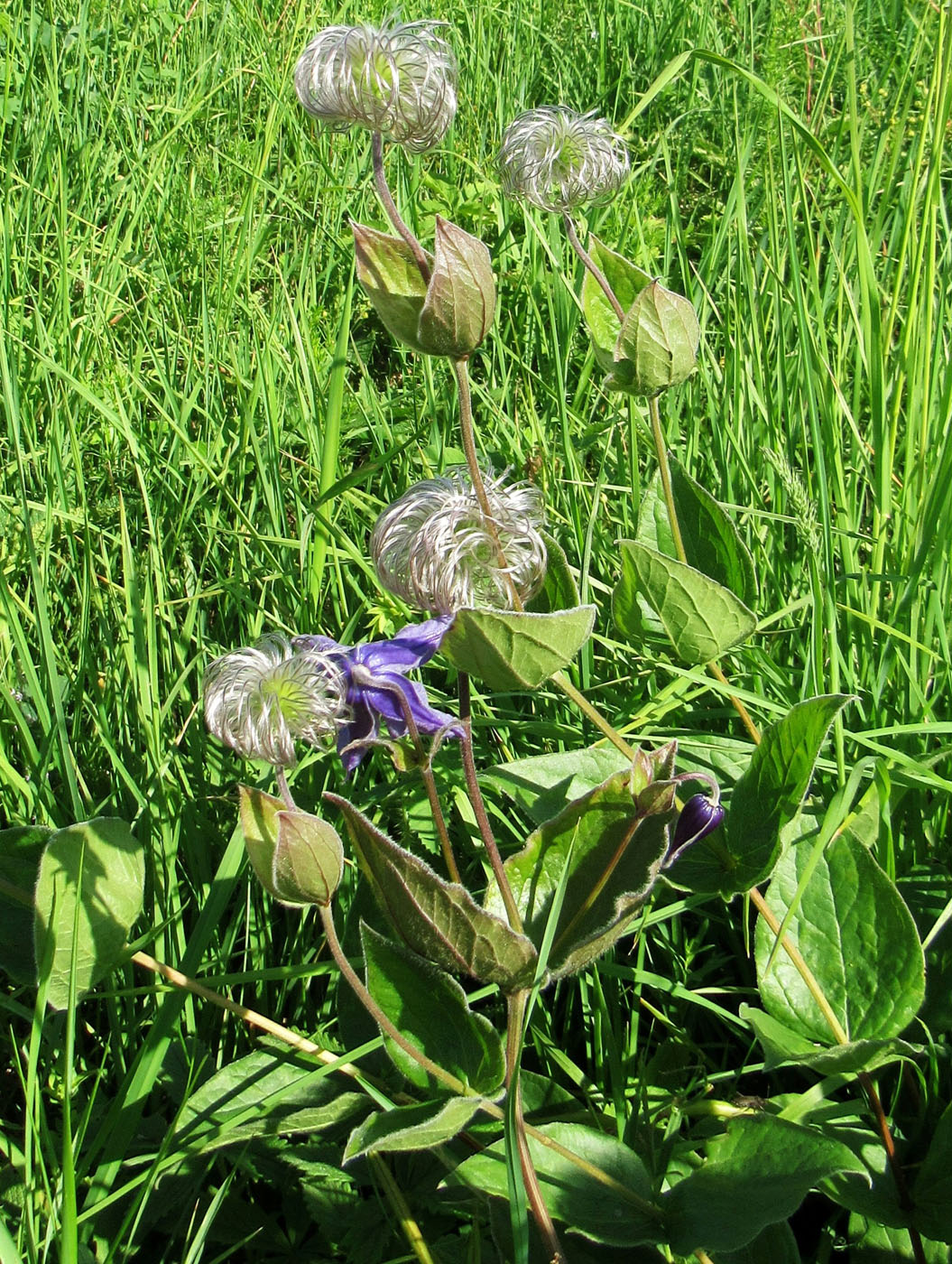 Image of Clematis integrifolia specimen.