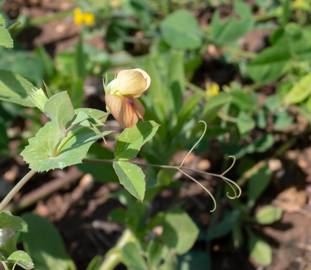 Image of Lathyrus fulvus specimen.