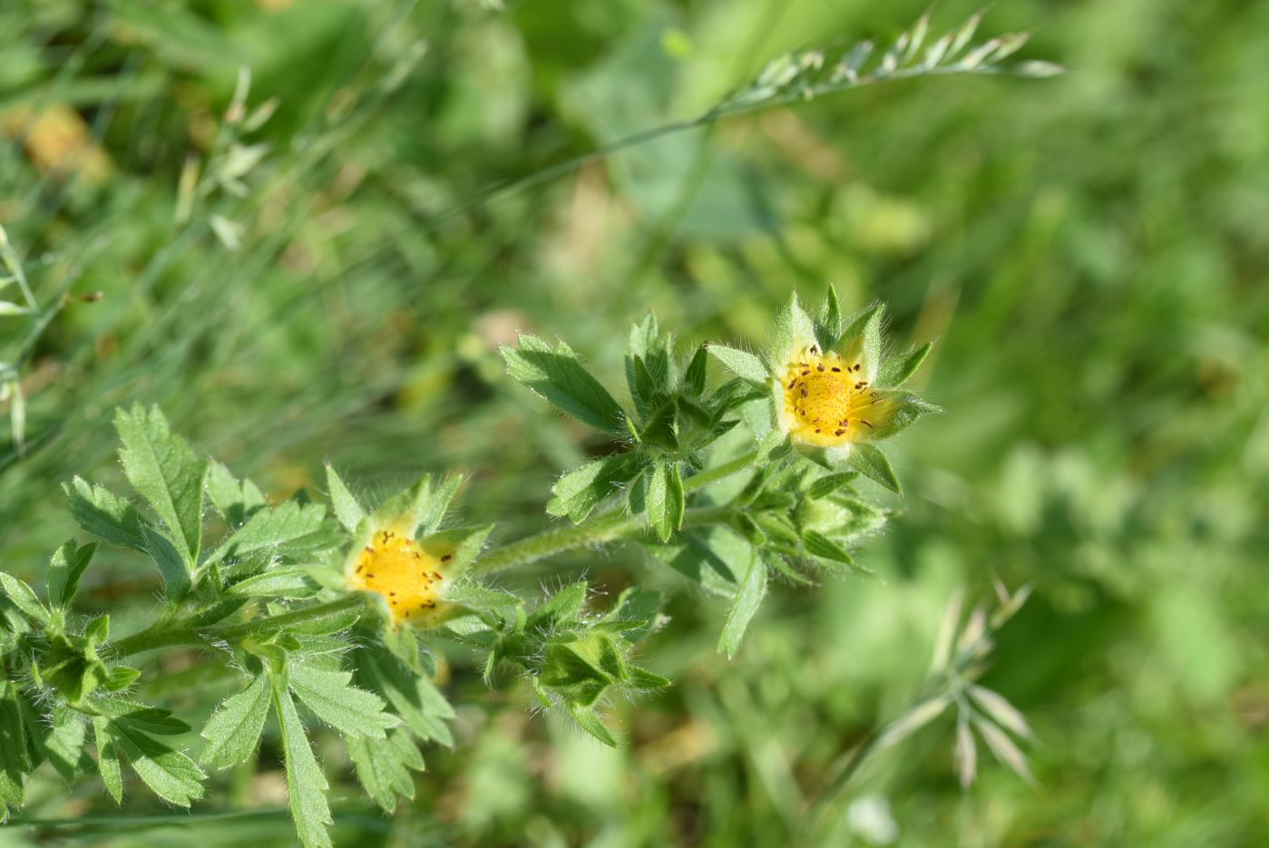 Image of genus Potentilla specimen.