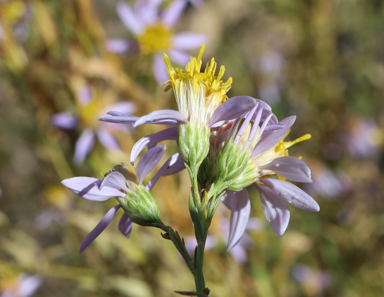 Image of Galatella coriacea specimen.