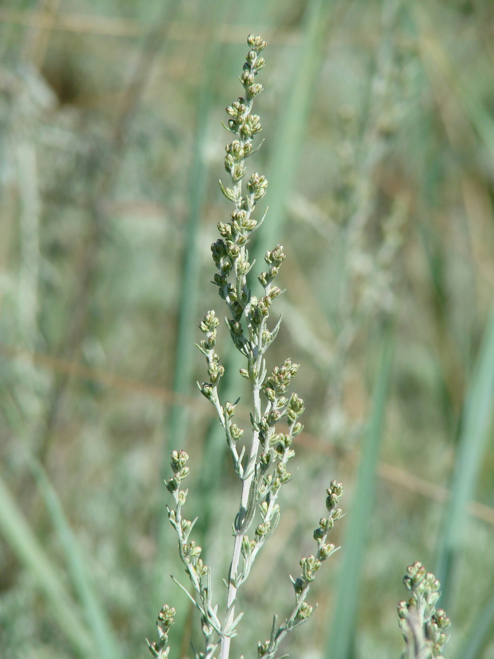 Image of Artemisia nitrosa specimen.